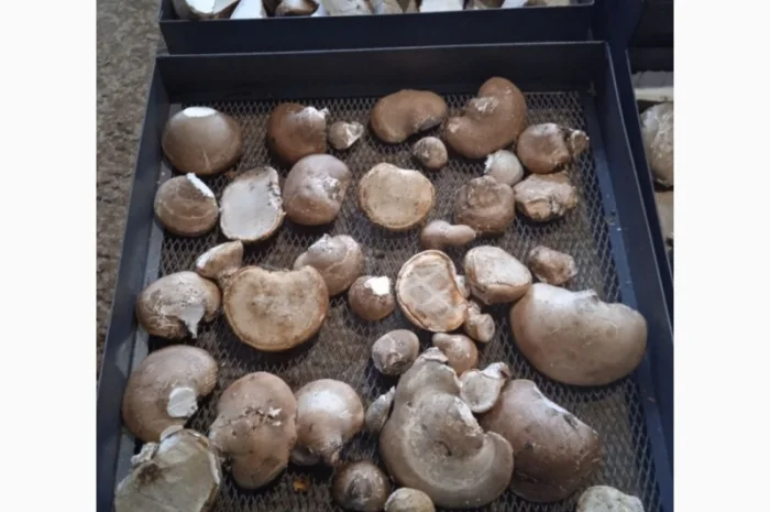 Трутовик берёзовая губка высушенная- фото № 4