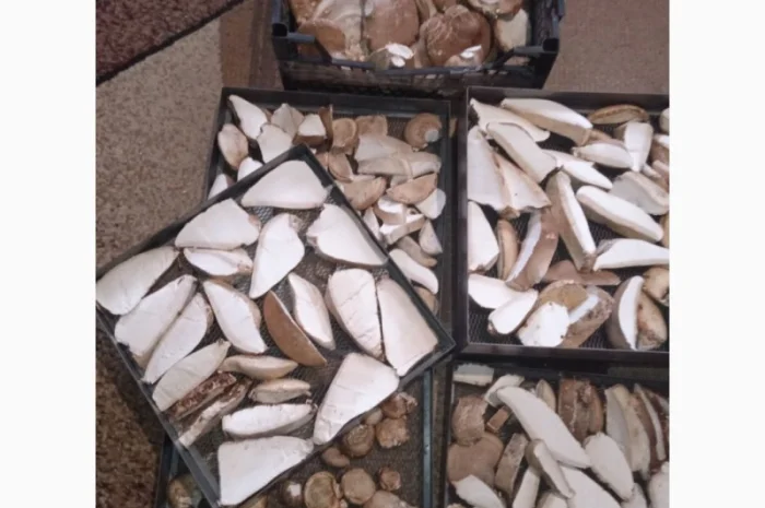 Трутовик берёзовая губка высушенная- фото № 5