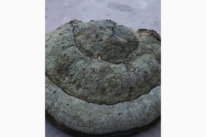 Гриб трутовик- фото № 1