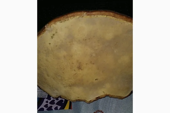 Гриб трутовик- фото № 2