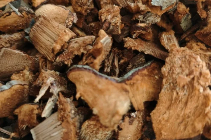 Гриб трутовик- фото № 3