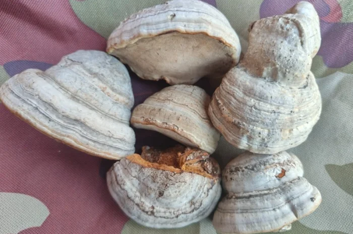 Гриб трутовик- фото № 5