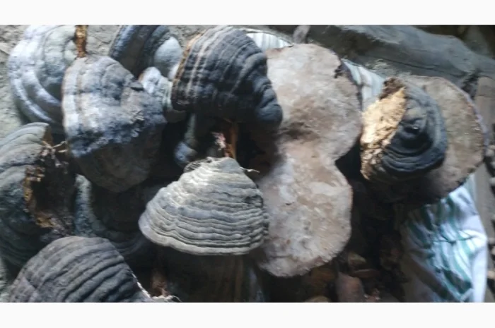 Трутовик Березовый- фото № 1