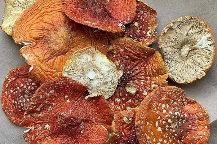 Куплю мухомор червоний, мухомор пантерный.веселка лисичка- фото № 1