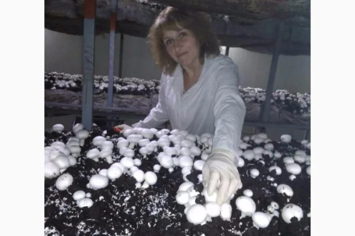 Продам гриби шампіньйони, до 30 000 кг щомісячно- фото № 4