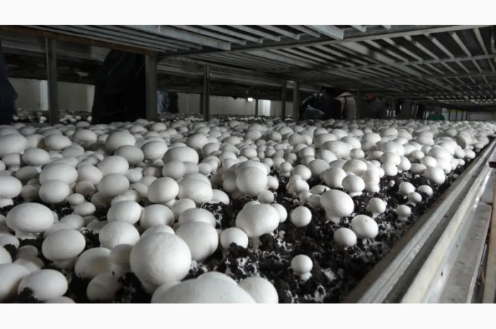 Продам гриби шампіньйони, до 30 000 кг щомісячно- фото № 3