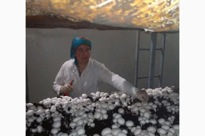 Продам гриби шампіньйони, до 30 000 кг щомісячно- фото № 5