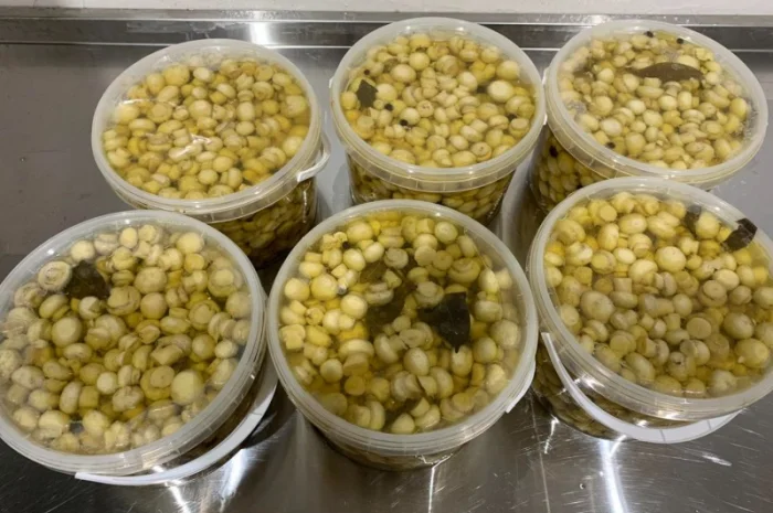 Продам гриби шампіньйони мариновані в пластикових відерцях- фото № 5