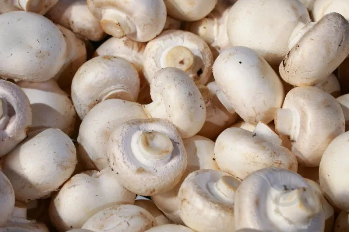 Куплю шампиньоны на переработку- фото № 1