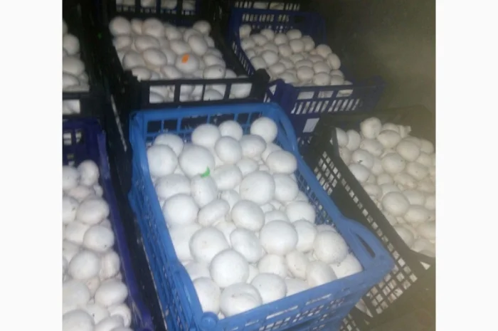 Шампіньйони- фото № 1