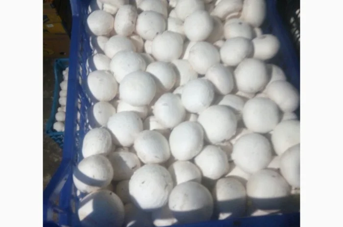 Шампіньйони- фото № 2