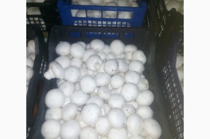 Шампіньйони- фото № 3