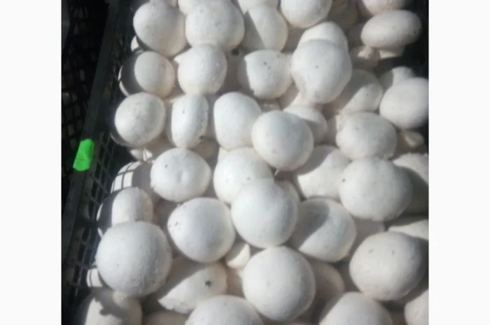 Шампіньйони- фото № 4