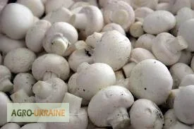 Шампіньони свіжі оптом на продаж- фото № 1