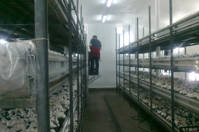 Шампіньони свіжі оптом на продаж- фото № 3