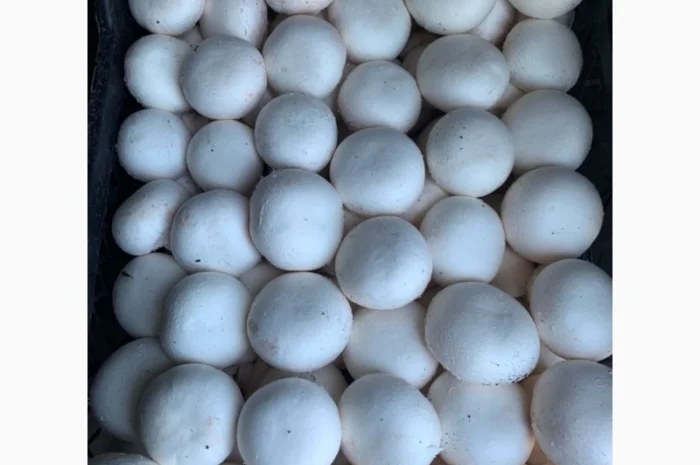 Шампіньйони, печериці свіжі, гриби Васильків- фото № 3