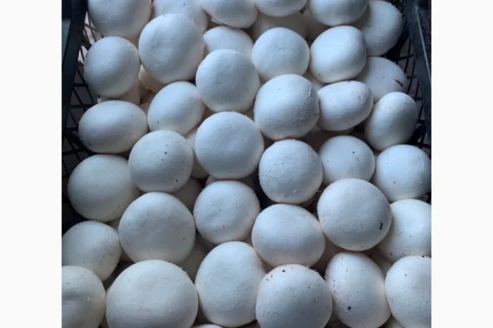 Шампіньйони, печериці-гриби. Оптом-самовивіз- фото № 1