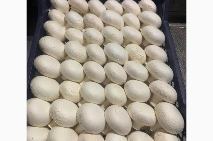 Шампіньйони, печериці-гриби. Оптом-самовивіз- фото № 2