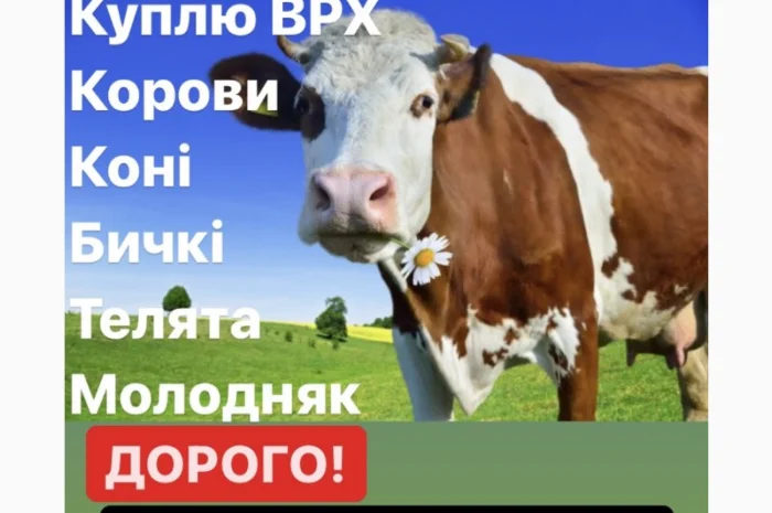 Покупка ВРХ и лошадей в Киеве и Житомирской области- фото № 1