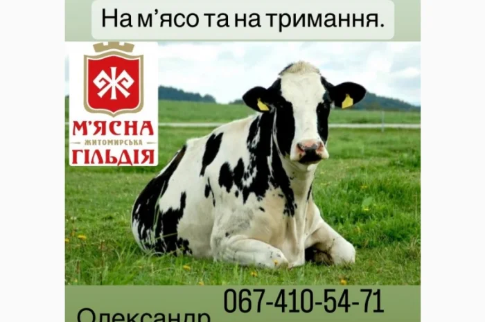 Закуповуємо ВРХ, Корів, Коней, Бичків. На м'ясо та на тримання. Дзвоніть ЦІЛОДОБОВО- фото № 1