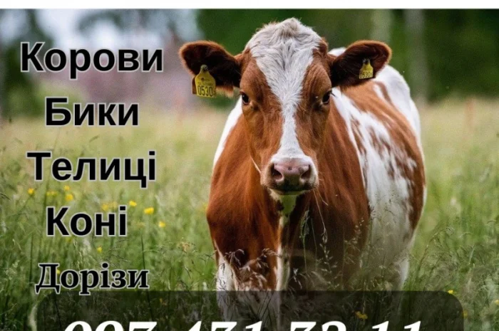 Закуповуємо ВРХ (корови, бики- фото № 1