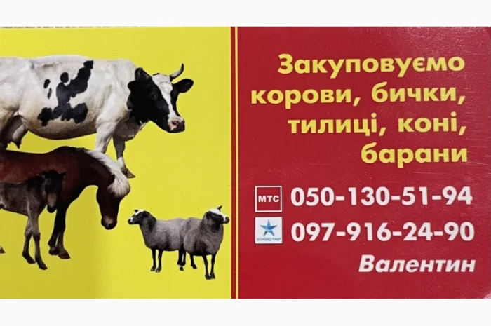 Закуповуємо ВРХ. Корови. Бички. Телиці. Коні- фото № 1