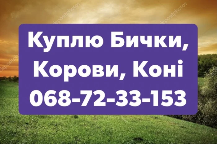 Заготівля Худоби (Тиврів, Жмеринка, Літин, Хмільник- фото № 1