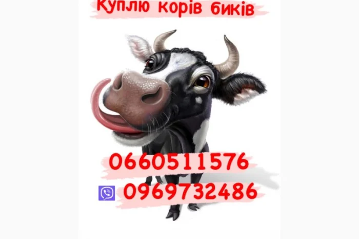 Куплю коров и телят дорого- фото № 1