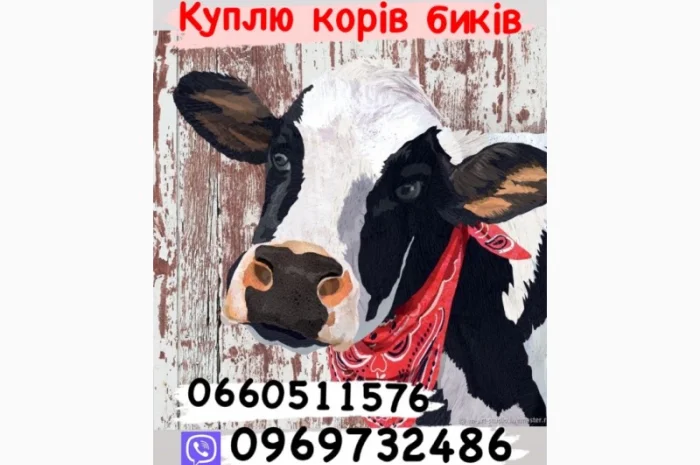Куплю коров, свиней, быков и баранов- фото № 1