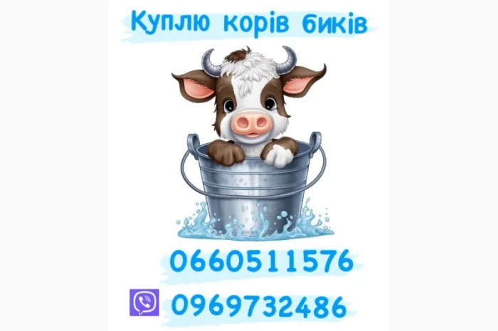 Куплю телят, коров, быков и лошадей- фото № 1