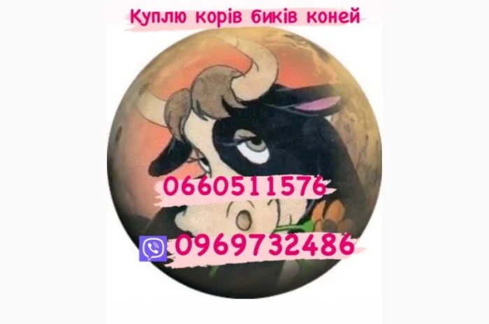 Куплю биків, поросят, свиней та свиноматок- фото № 1