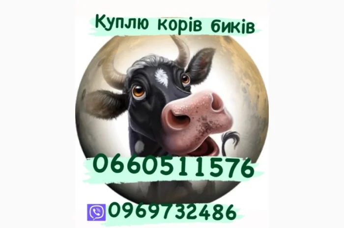 Куплю свиней, свиноматок, быков и коров- фото № 1