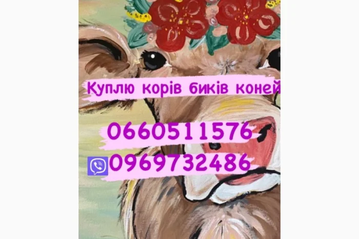 Куплю на м’ясо биків любої вагової категорії- фото № 1