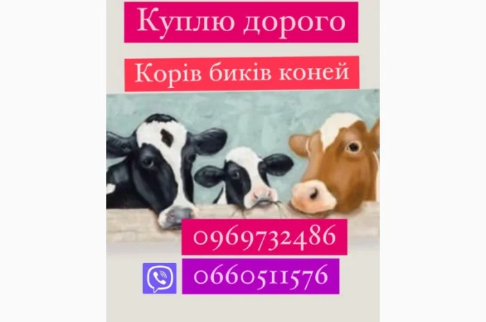 Купую биків, корів та коней- фото № 1