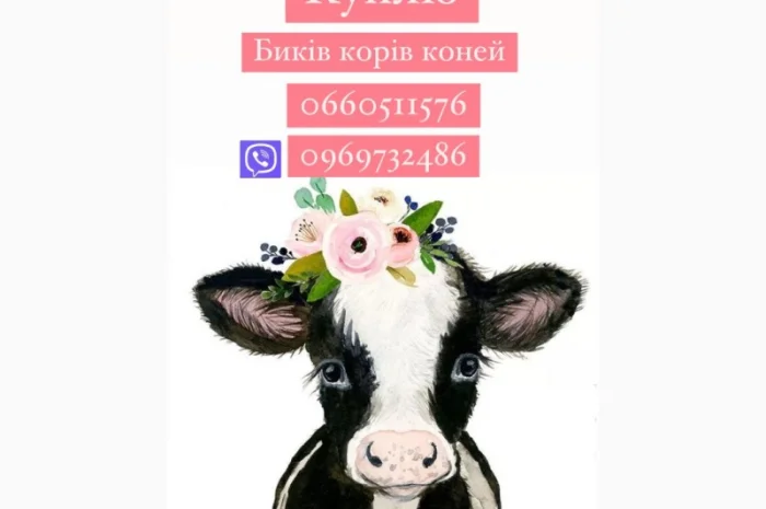 Покупаем быков и коров у населения- фото № 1