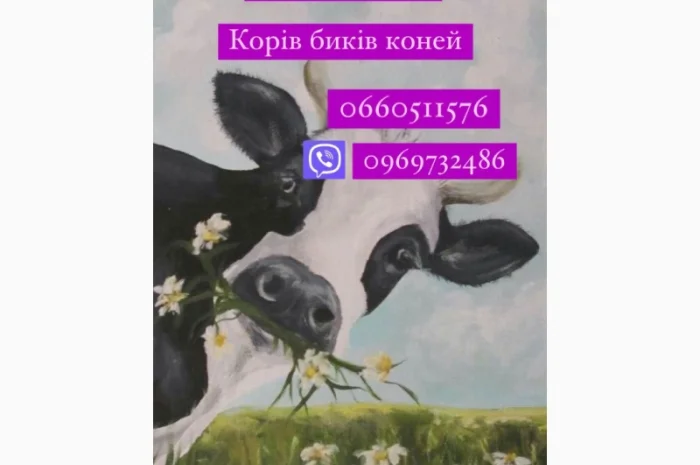 Купую корів, телят, биків, баранів та коней дорого- фото № 1