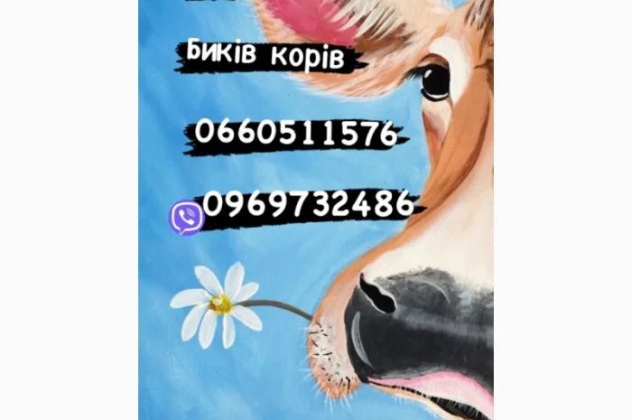Куплю на м’ясо яловичину ( коров биків телят)- фото № 1