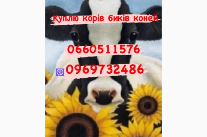 Покупаем коров, быков и баранов живым весом- фото № 1