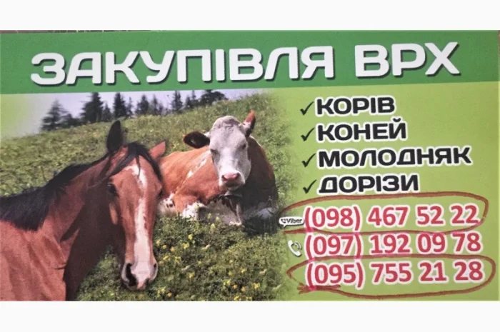 Куплю ВРХ (КОРОВЫ, БЫКИ, ЛОШАДИ) Живым весом, Житомир, Житомирская обл- фото № 1