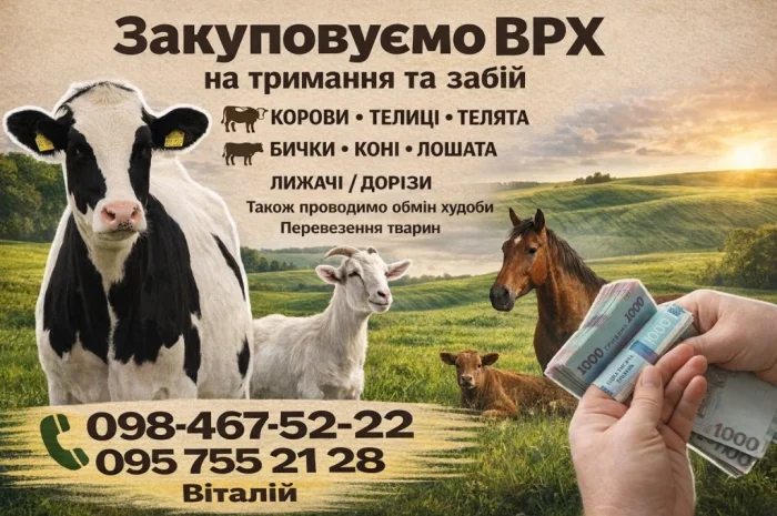 Купую ВРХ (коров, биків)- фото № 1