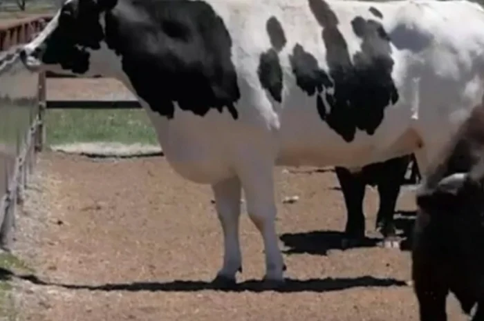 Купляємо : ВРХ, Корови, Телиці, Бички, Коні, Талята на мясо на Тримання- фото № 1