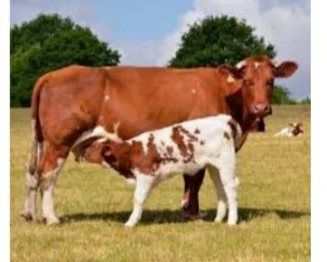 Купляємо : ВРХ, Корови, Телиці, Бички, Коні, Талята на мясо на Тримання- фото № 3