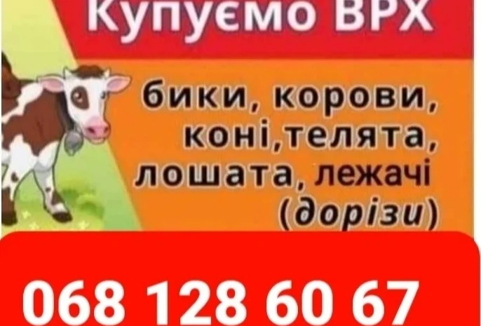 Врх, Корів, Коней, Лошат, Бичків, Телята На Мясо Та На Тримання, Корів, Коней, Лошат, Б- фото № 1