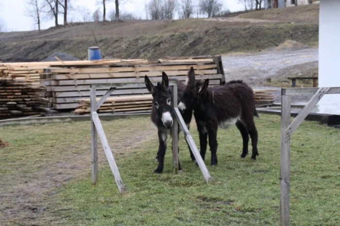 Продаются віслюки- фото № 1