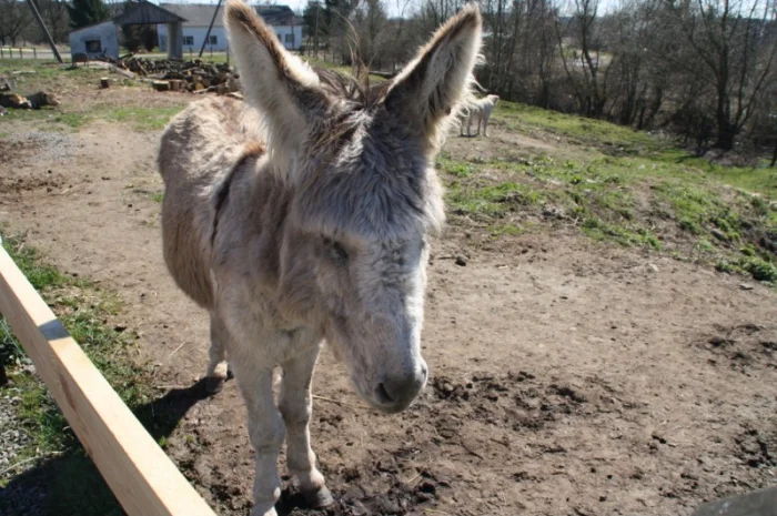 Продаются віслюки- фото № 2