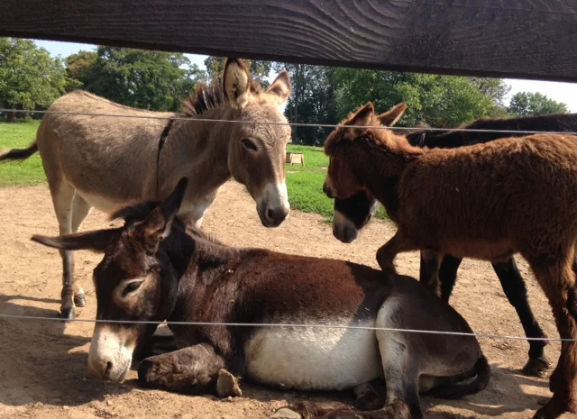 Продаются віслюки- фото № 3