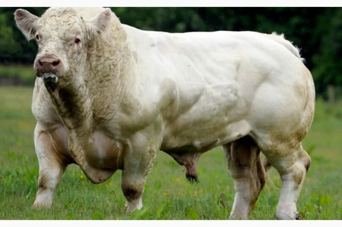 Закупаем молодняк КРС, быков и коров- фото № 1