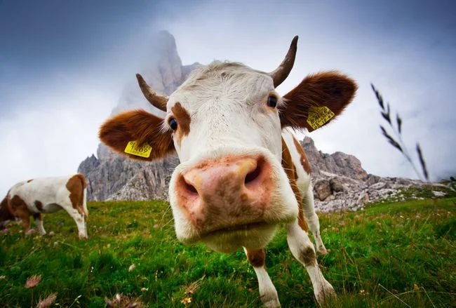 Закупівля биків та КРС- фото № 1