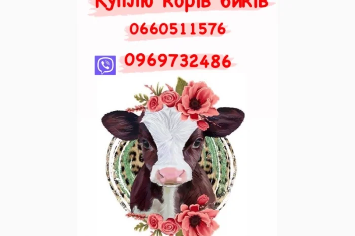 Купимо корів коней бичків- фото № 1