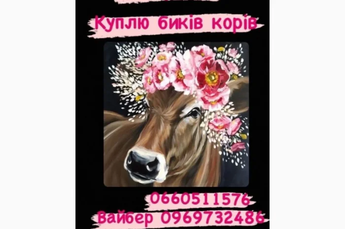 Закупівля биків, телят та поросят- фото № 1